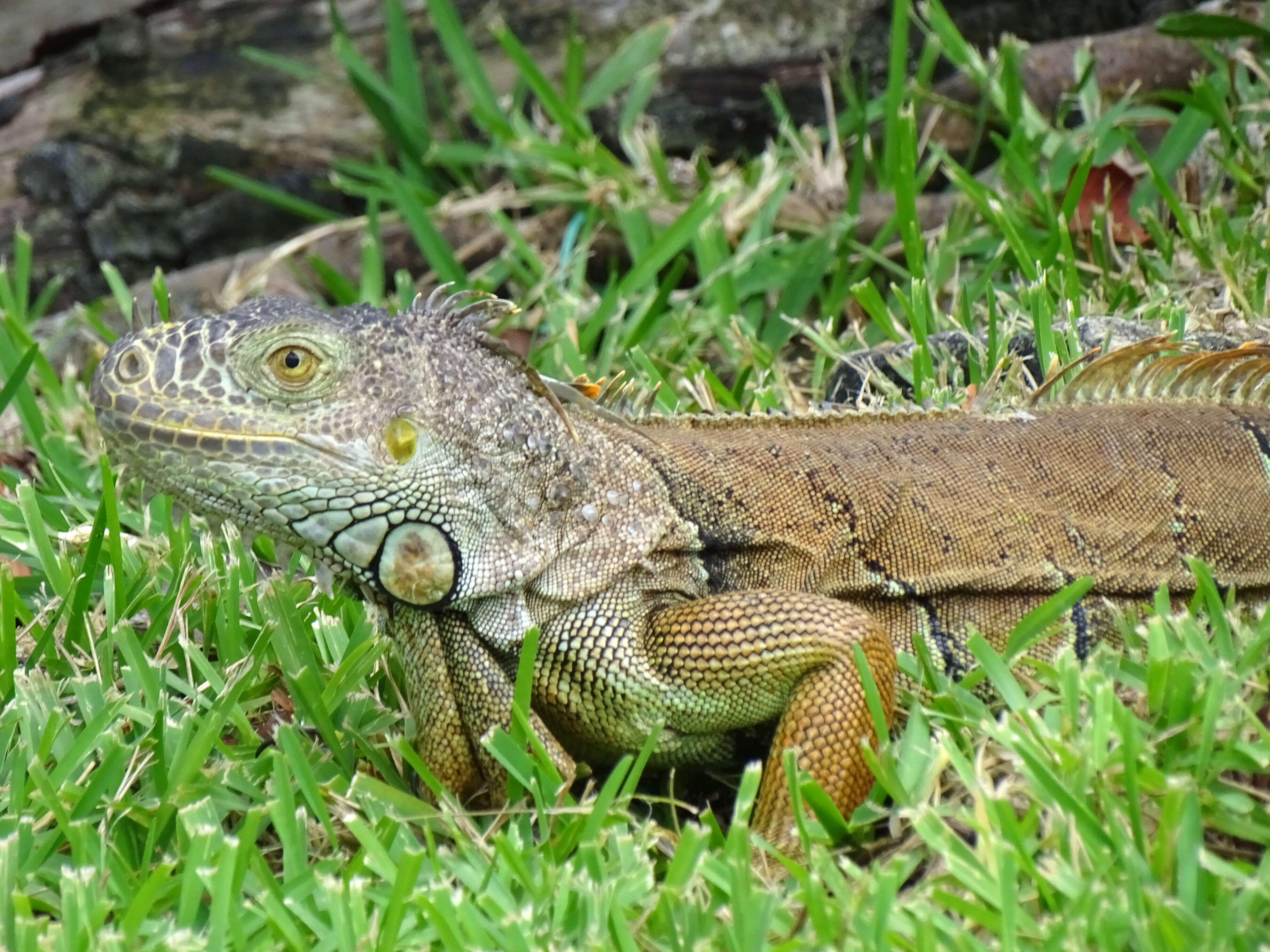 Image of Green iguana