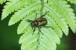 Image of Phyllopertha irregularis Waterhouse 1875