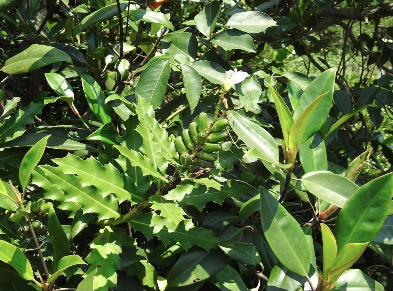 Acanthus ilicifolius L. resmi