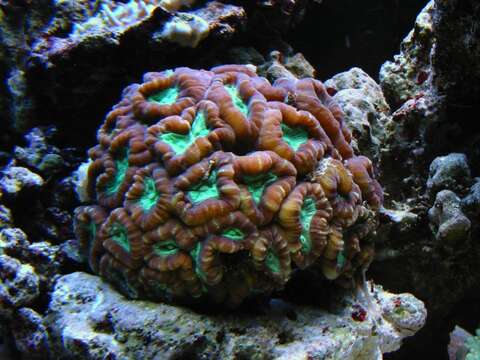 Image of Phaceloid fleshy hard coral