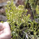 Image of Talapoosa Peak pearpod