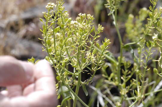 Image of Talapoosa Peak pearpod