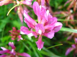 Image of alpine clover