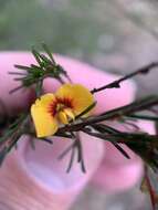 Image of Dillwynia tenuifolia DC.