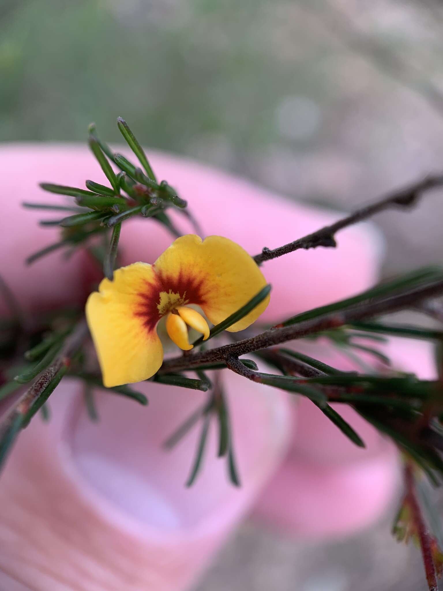 Image of Dillwynia tenuifolia DC.