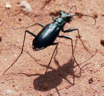 Image of Cicindela (Cicindelidia) politula Le Conte 1875