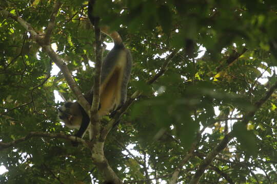 صورة Cercopithecus pogonias nigripes du Chaillu 1860