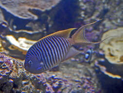 Image of Black-spot Angelfish