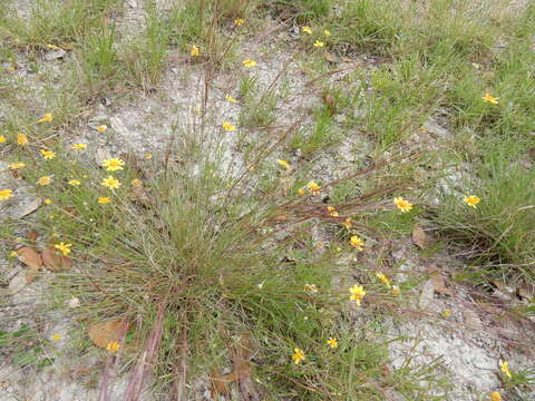 Aristida purpurea Nutt.的圖片