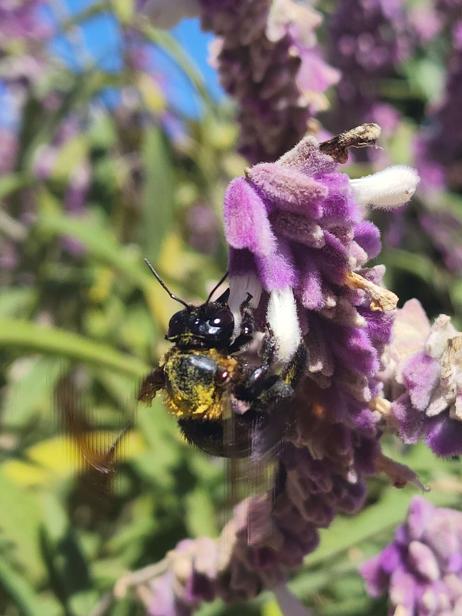 Xylocopa eximia Pérez 1901 resmi