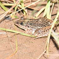 Слика од Leptodactylus gracilis (Duméril & Bibron 1840)