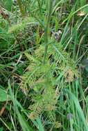 Image of yarrow, milfoil