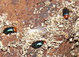 Слика од Tetratoma (Tetratoma) truncorum Le Conte 1866