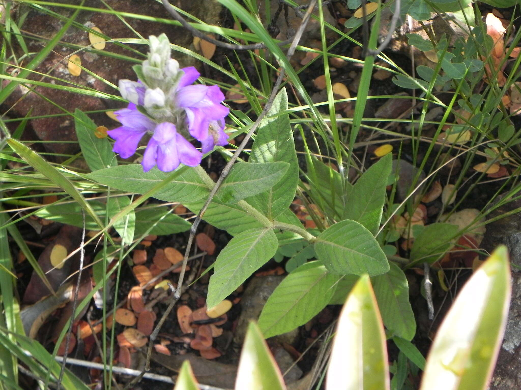 Image de Justicia chrysotrichoma Pohl ex Nees