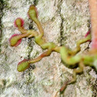 Image of Virginia creeper