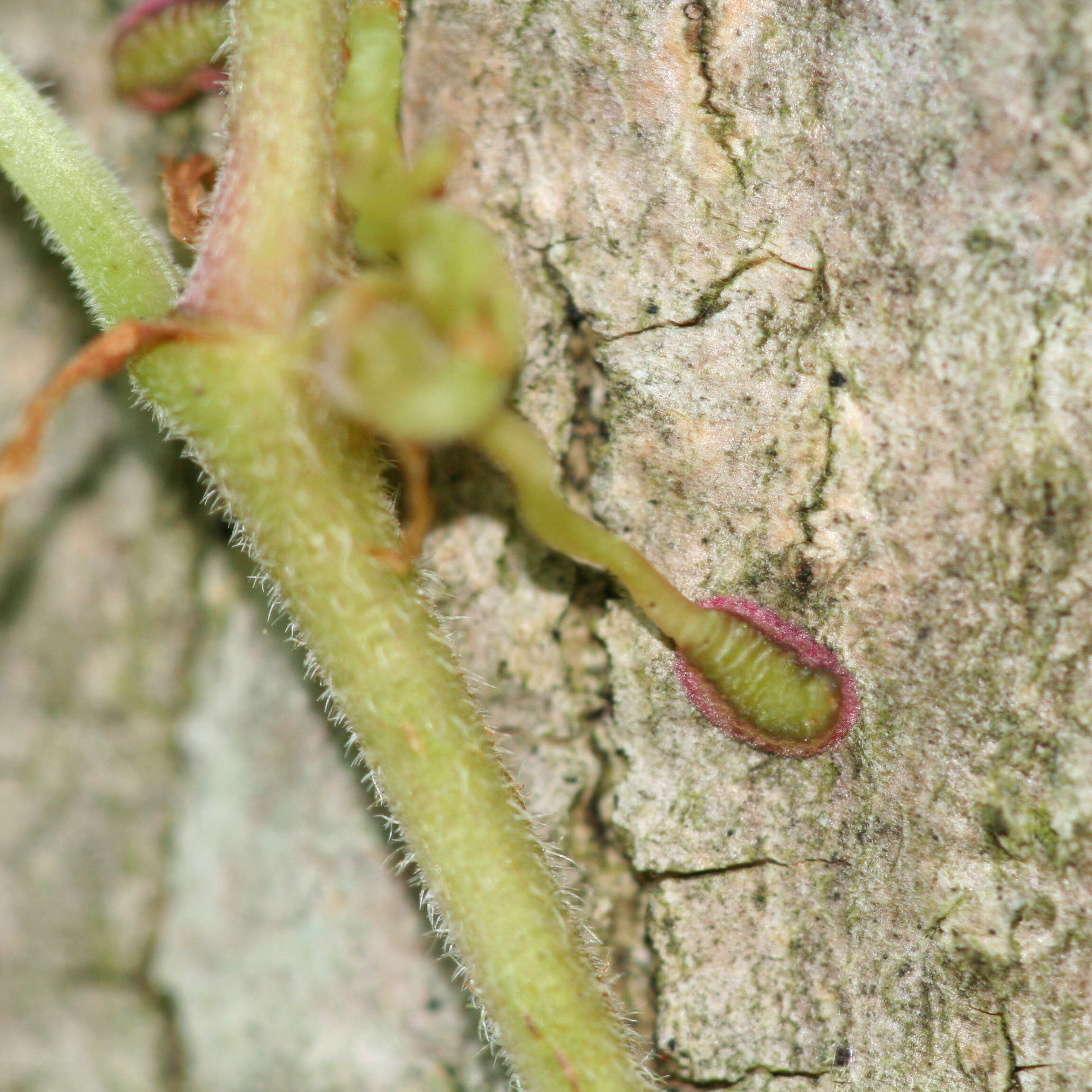 Image of Virginia creeper