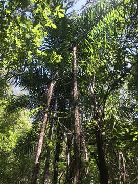 Image of Bactris pilosa H. Karst.