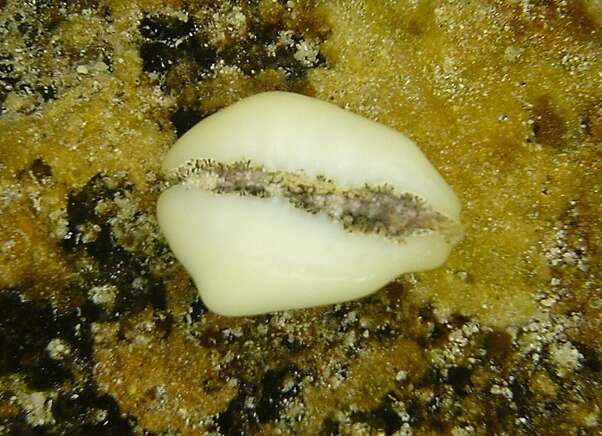 Image of cowry