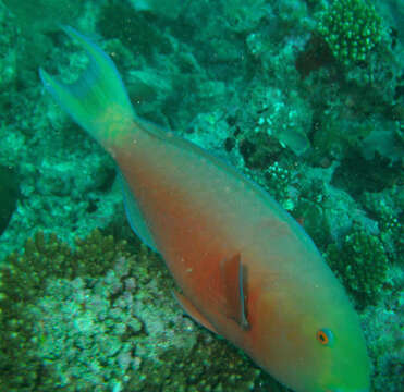 Image of Heavybeak Parrotfish