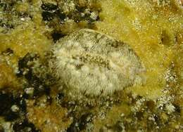 Image of cowry