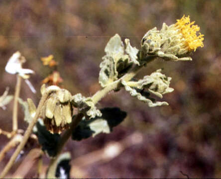 Image de Geraea viscida (A. Gray) Blake