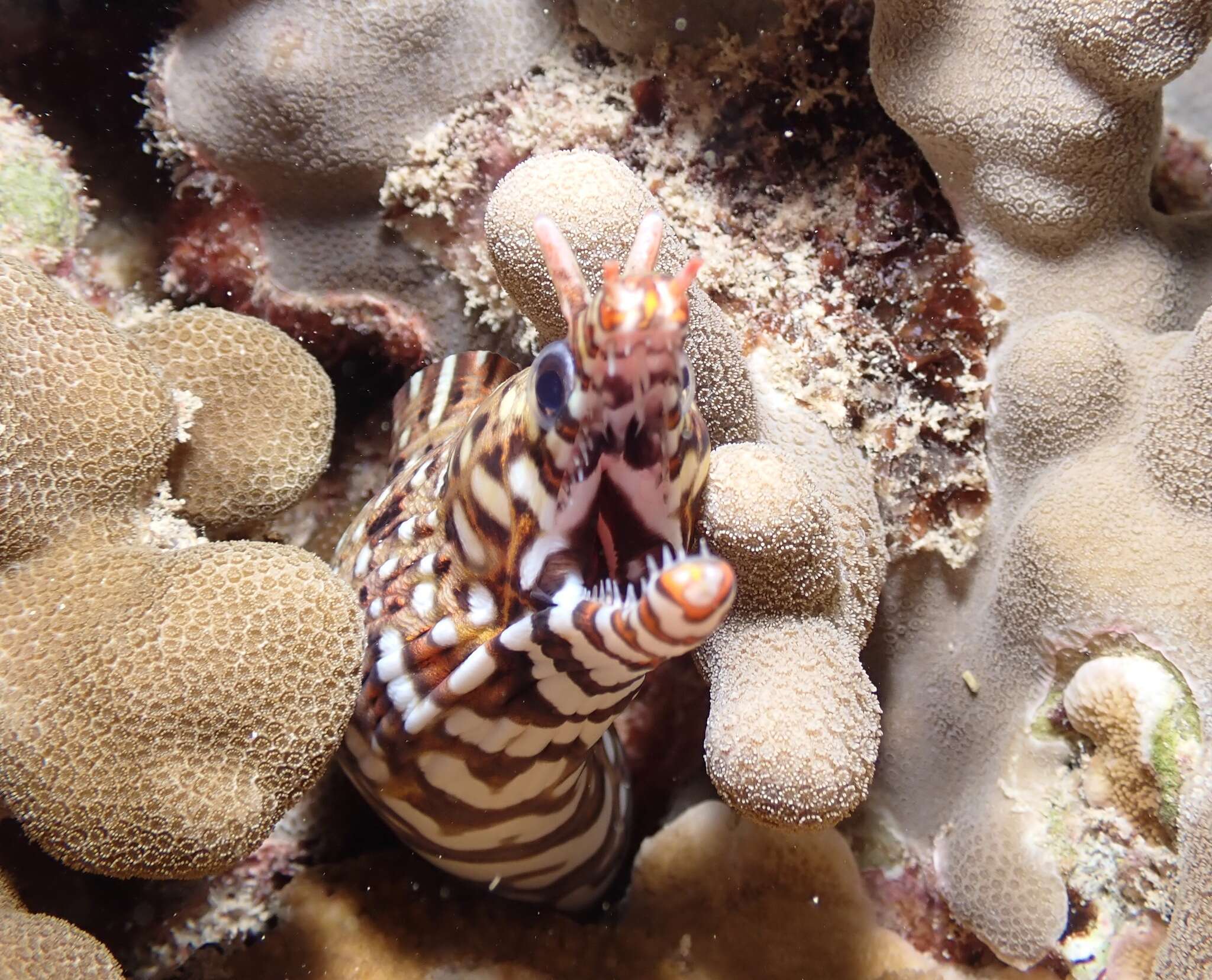 Image of Leopard moray eel