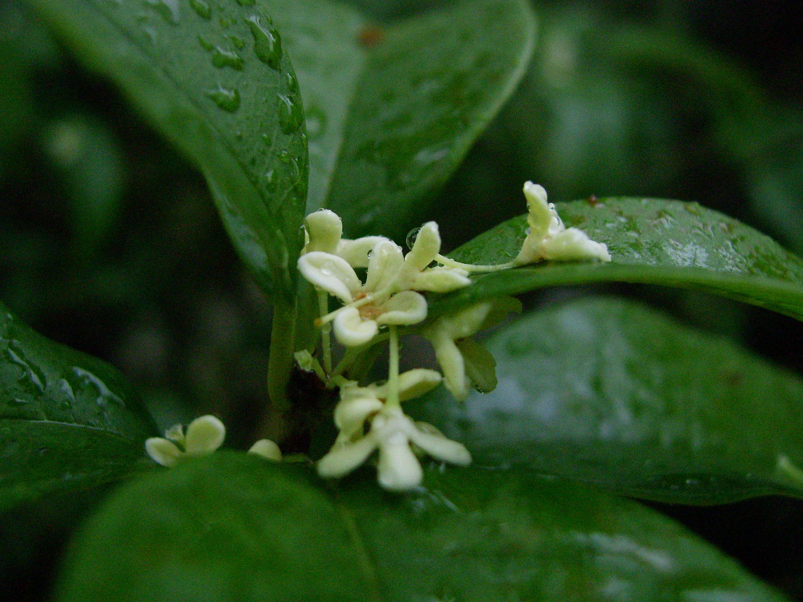 Imagem de Osmanthus fragrans Lour.