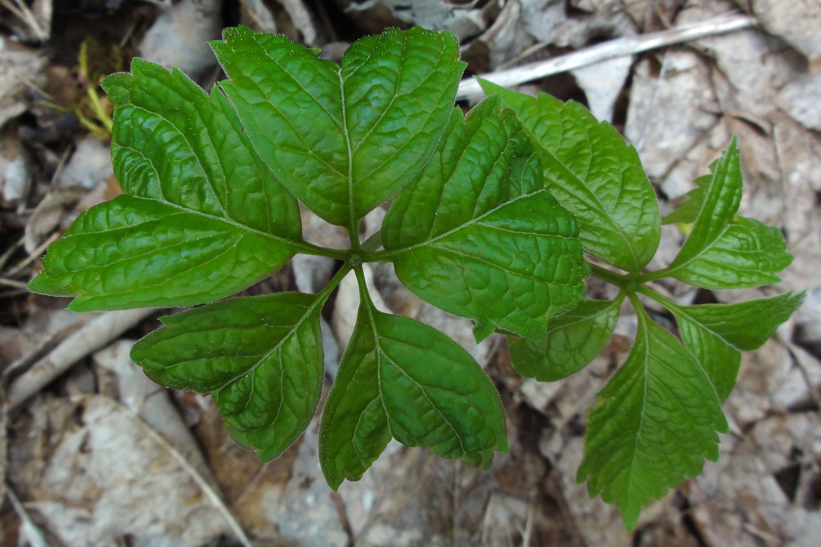 Image of Virginia creeper