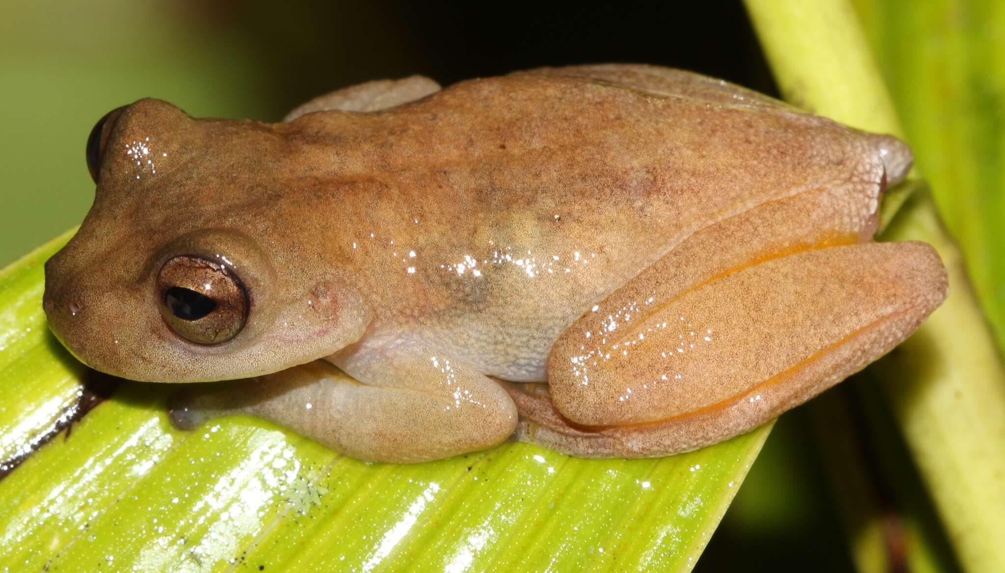 Image of Bromeliohyla Faivovich, Haddad, Garcia, Frost, Campbell & Wheeler 2005