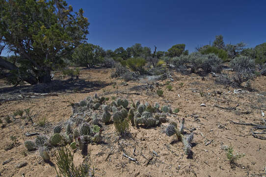 Image of Opuntia polyacantha var. schweriniana