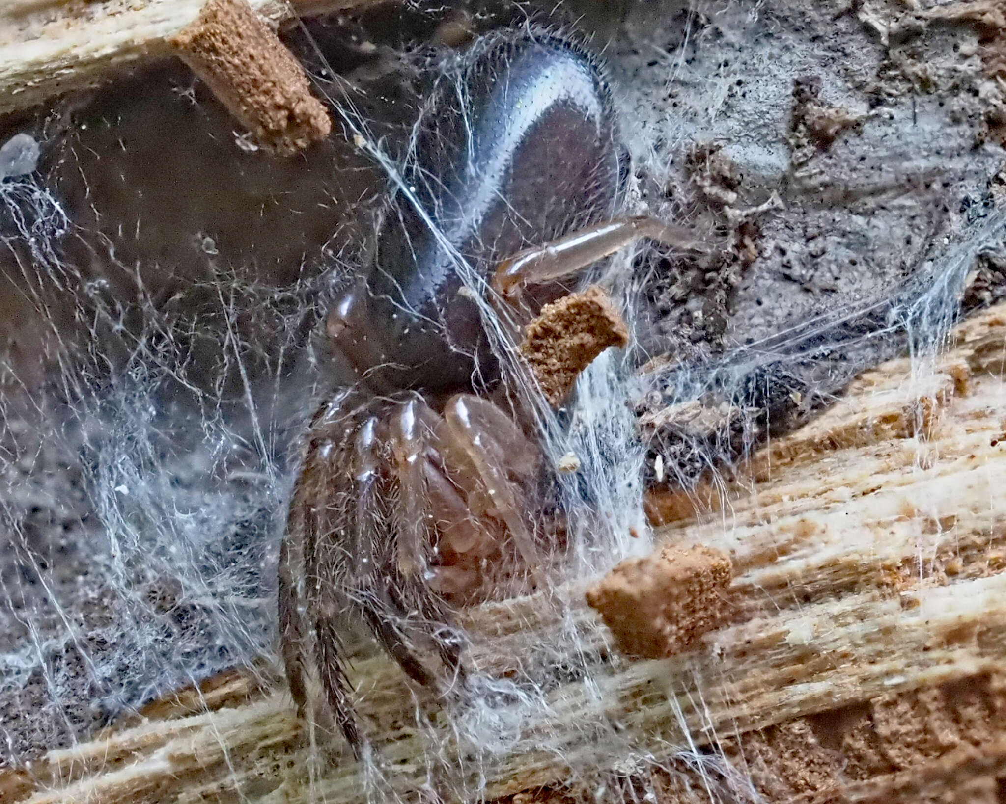 Слика од Ariadna bicolor (Hentz 1842)