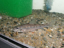 Image of White-finned gudgeon