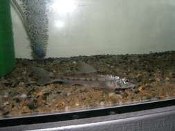 Image of White-finned gudgeon