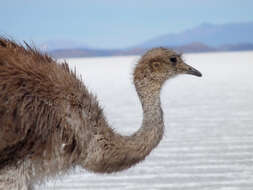 Image of Rhea pennata tarapacensis (Chubb & C 1913)