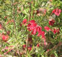 Image of Silky-oak