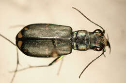 Image of Cicindela (Cicindelidia) amargosae Dahl 1939