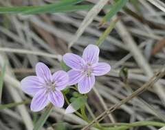 Image of western springbeauty