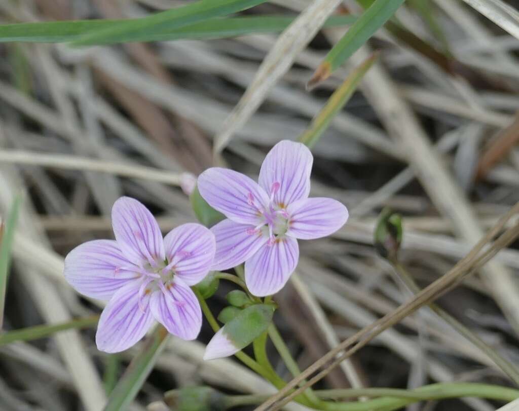 Image of western springbeauty