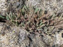 Image of California cliffbrake