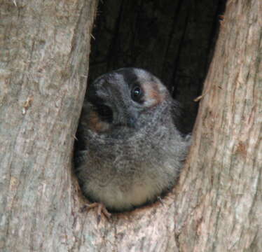 Image of Australian Owlet-Nightjar