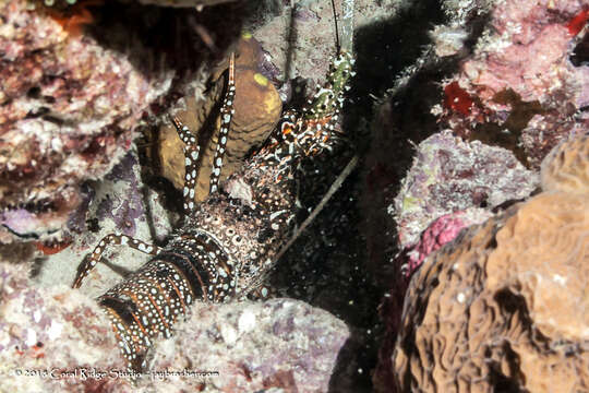 Image of Guinea Chick Lobster