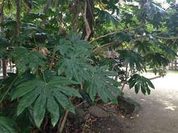 Image of fatsia