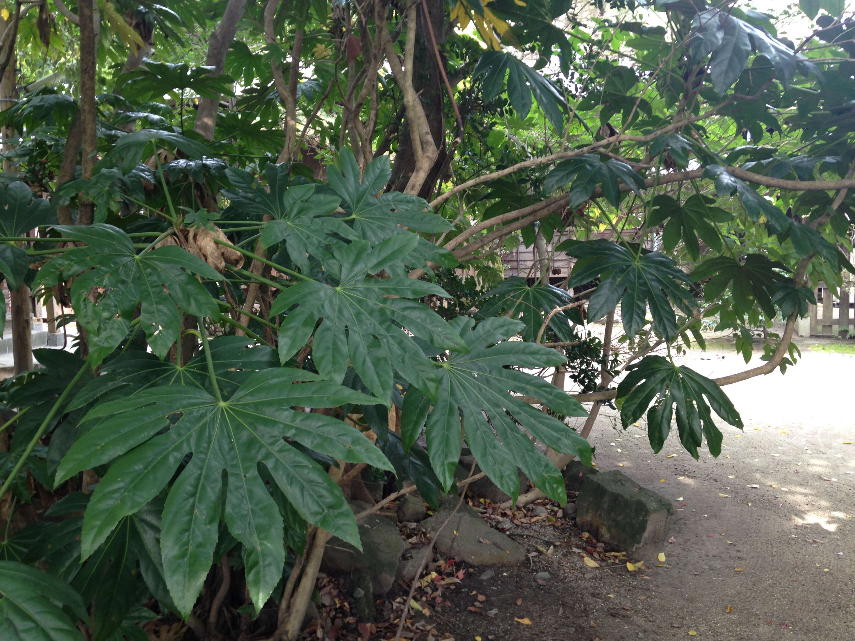 Image of fatsia