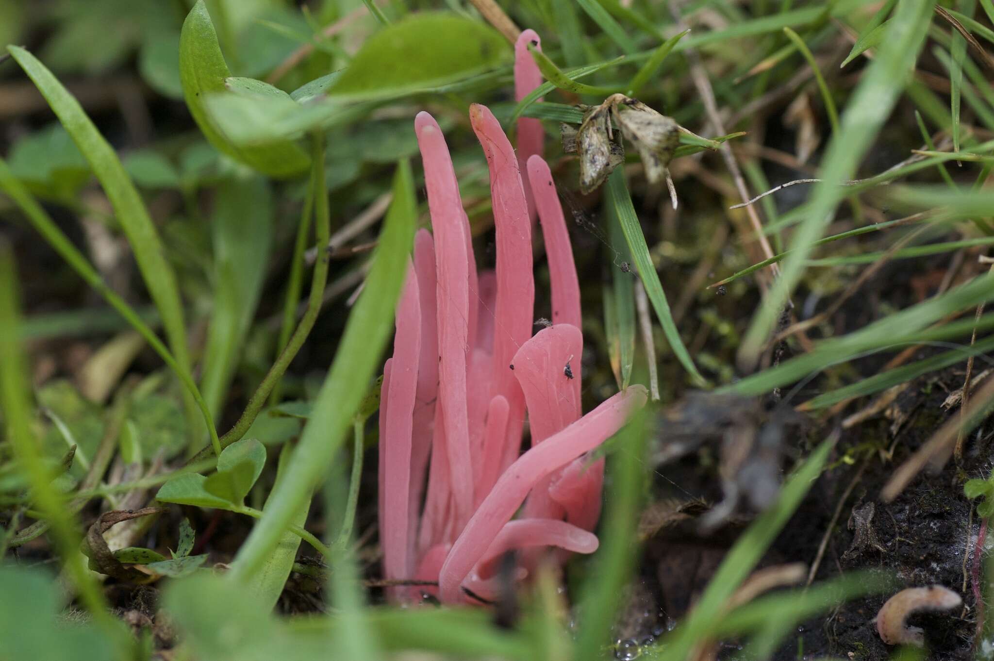 Image of Clavaria rosea Fr. 1821