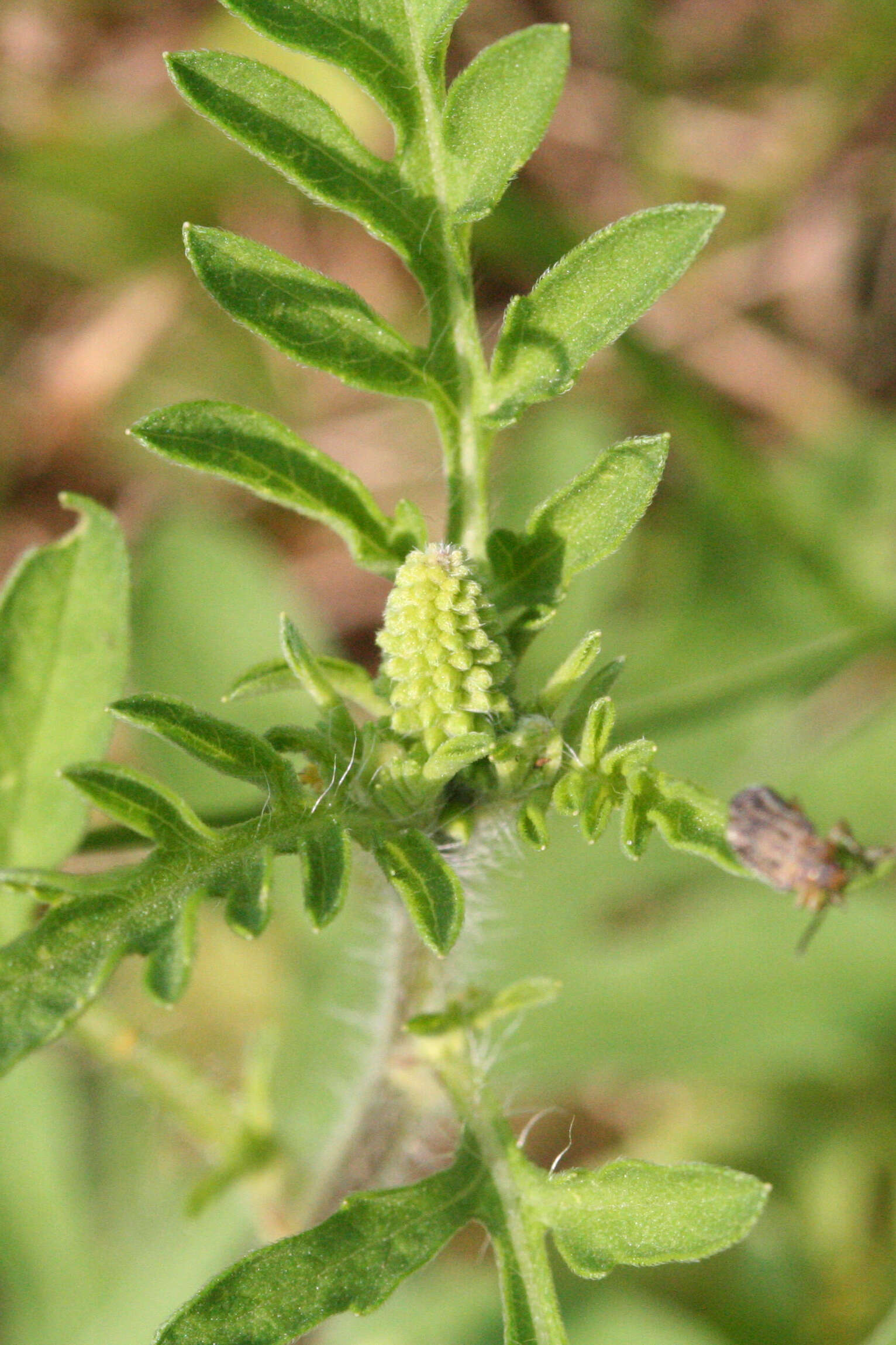 Image of annual ragweed