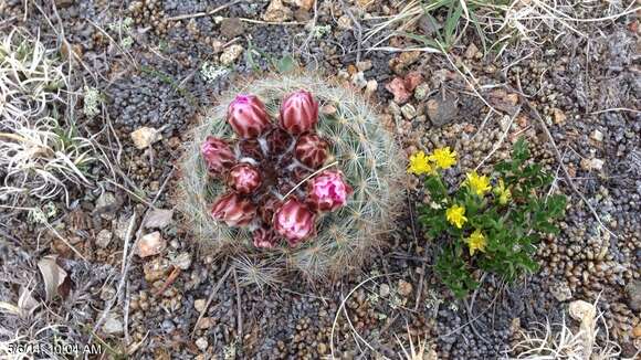 Image of mountain ball cactus