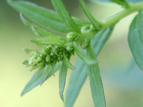 Image of annual ragweed