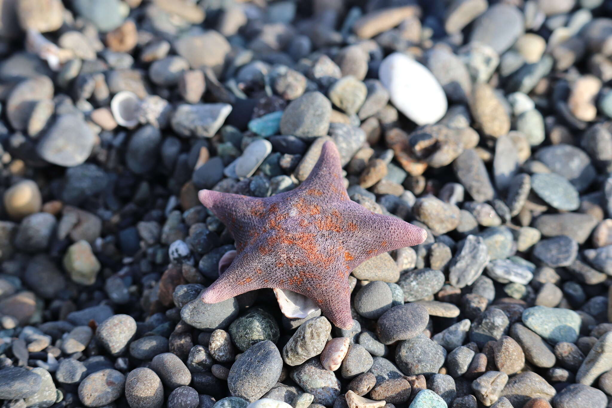 Image of Blue bat star