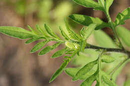 Image of annual ragweed