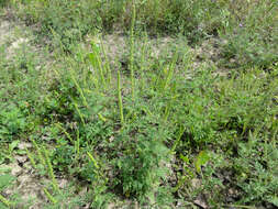 Image of annual ragweed